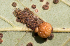 Andricus nigricens