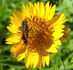 Chauliognathus limbicollis