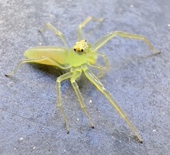 Lyssomanes viridis