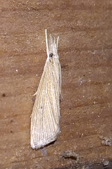 Eoreuma densellus