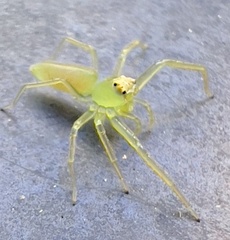 Lyssomanes viridis