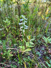 Spiranthes incurva