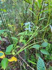 Spiranthes incurva