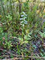 Spiranthes incurva