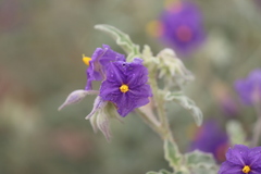 Solanum succosum