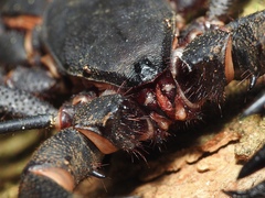 Mastigoproctus cinteotl