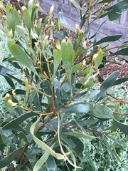 Acacia pycnantha