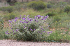 Solanum succosum