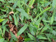 Oplismenus compositus