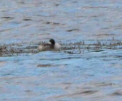 Podiceps nigricollis