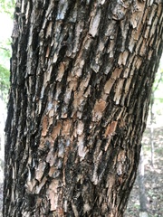 Maclura