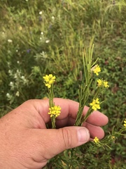 Erysimum hieraciifolium