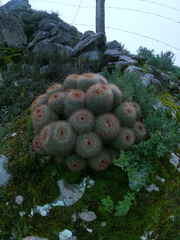 Mammillaria rhodantha