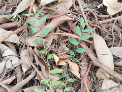 Oplismenus compositus