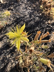 Mentzelia laevicaulis