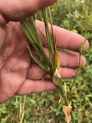 Erysimum hieraciifolium