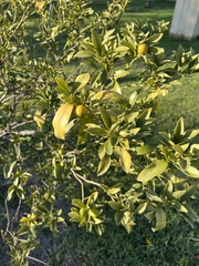 Citrus trifoliata
