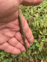 Erysimum hieraciifolium
