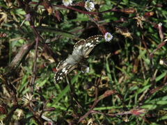 Burnsius orcynoides