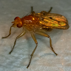Dryomyza