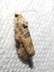 Lobesia botrana