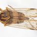 Cyclopoliarus - Photo no rights reserved, uploaded by University of Delaware Insect Research Collection