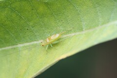 Cyrtoxipha columbiana