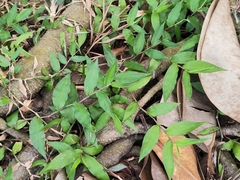 Oplismenus compositus