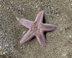 Astropecten armatus
