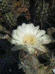Trichocereus deserticola