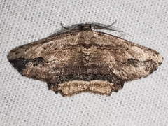 Menophra abruptaria