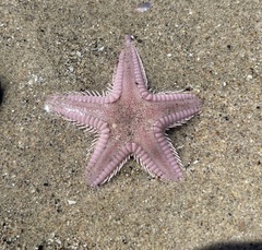 Astropecten armatus