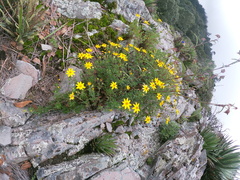 Coreopsis guanajuatensis