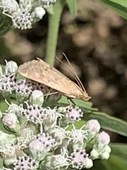 Pyraustini
