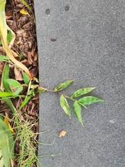 Oplismenus compositus