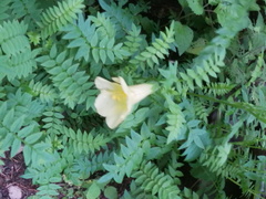 Polemonium pauciflorum melindae