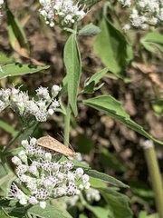 Pyraustini