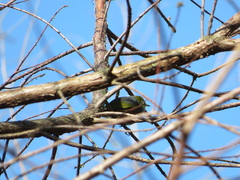 Zosterops lateralis lateralis