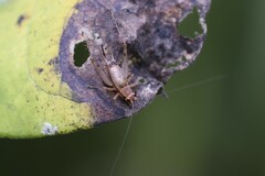 Anaxipha exigua