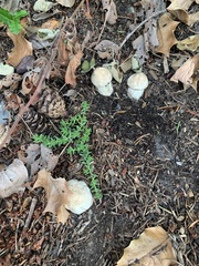 Leucoagaricus barssii