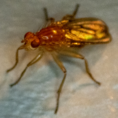 Dryomyza