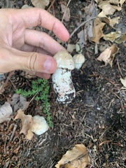 Leucoagaricus barssii