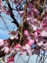 Prunus