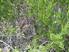 Thryothorus ludovicianus