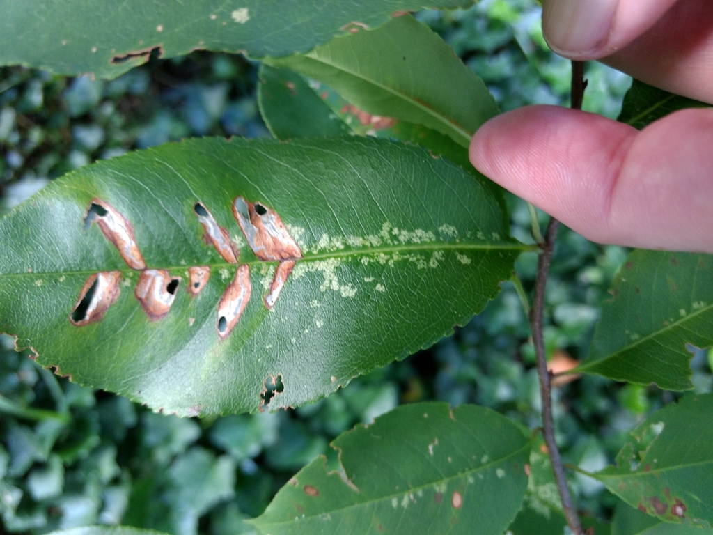 Coptodisca splendoriferella