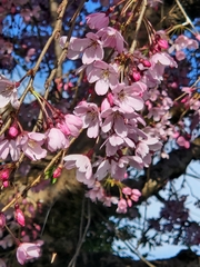 Prunus