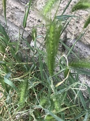 Hordeum