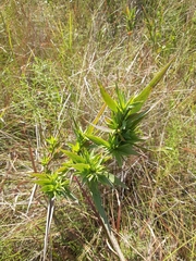 Dichanthelium scabriusculum