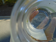 Lyssomanes viridis