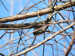 Zosterops lateralis lateralis